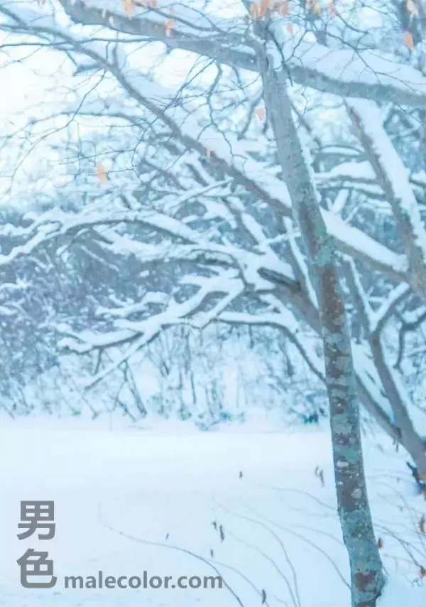 Whoseman 10 犬系男孩-安東尼 北海道特別企劃