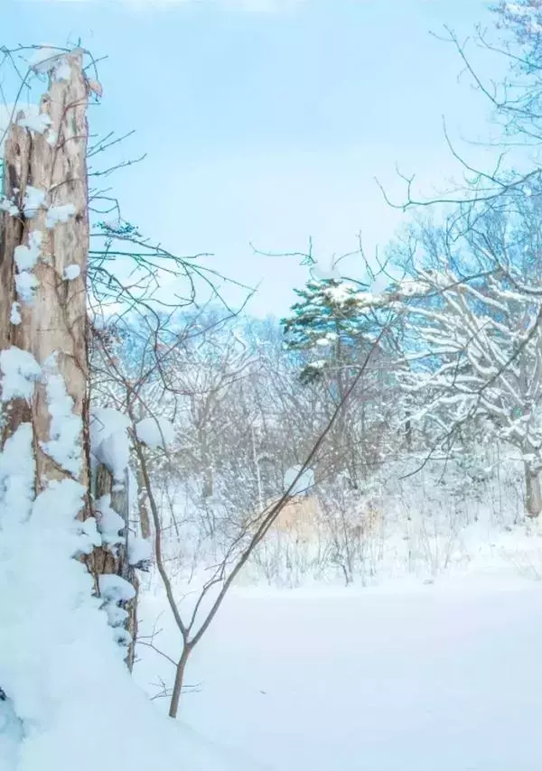 Whoseman 10 犬系男孩-安東尼 北海道特別企劃