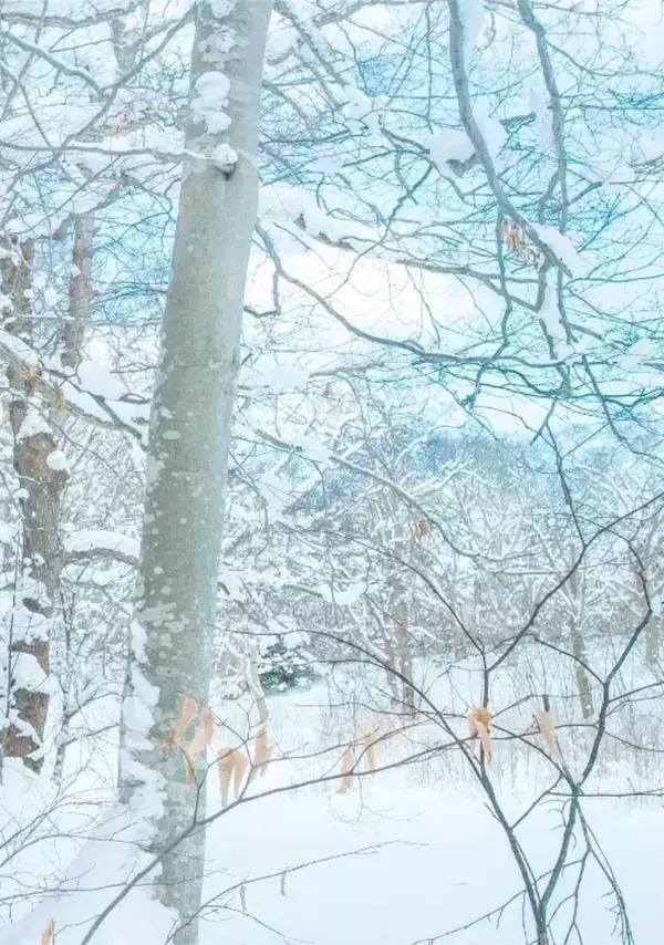 Whoseman 10 犬系男孩-安東尼 北海道特別企劃